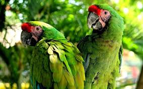 Macaws watching in the jungle